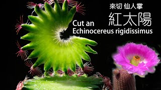 Cut a Echinocereus rigidissimus 切仙人掌系列 紅太陽 [upl. by Shantee466]