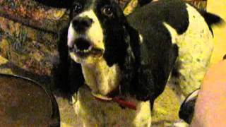 English Springer Spaniel Talks 2 [upl. by Yrtnej]