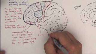 Part 2 Functional Brain Areas [upl. by Blayze]