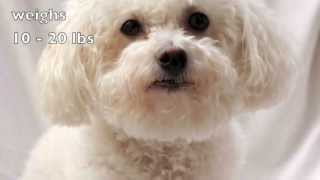 Dogs 101 Bichon Frise [upl. by Wade783]