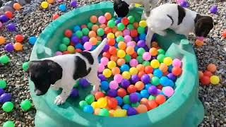 Hellfire Springer Spaniel Puppies  The Ball Pit [upl. by Maite]