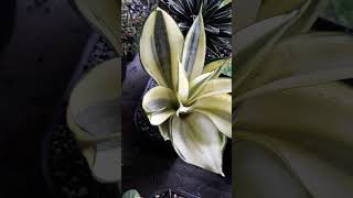 sansevieria plants plantita variegated [upl. by Ades49]