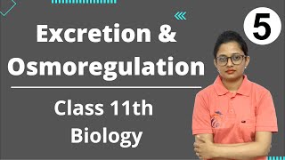 Excreation and Osmoregulation Class 11th Biology Part 5 [upl. by Marozas415]