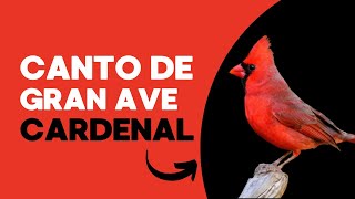 30 MINUTOS DE AUDIO DE AVE CARENAL ROJO O REY GUAJIRO EN CANTO CARDINALIS CARDINALIS [upl. by Algy608]