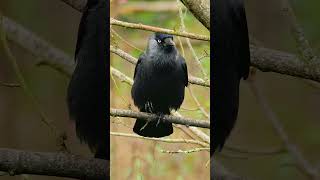 The Jackdaws Characteristic Call  Bird Sounds shorts [upl. by Noffets]