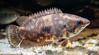 Ctenopoma weeksii Mottled Bushfish [upl. by Ward]