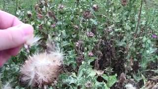 Milk thistle Silybum marianum plant and seeds in mid August [upl. by Athenian753]