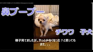 鼻ブーブーの子犬チワワ 逆くしゃみ？ 数ヶ前 今すっかりなおりました～Chihuahua puppy got over reverse sneezing～ [upl. by Morena223]