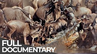 Serengeti The Adventure  Free Documentary [upl. by Ramat472]