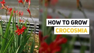 Crocosmia Growing Guide Montbretia by GardenersHQ [upl. by Toille]