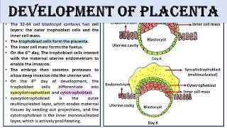 Development of placenta in mammals [upl. by Sanfred]