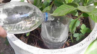 How to water plants when on vacation [upl. by Davies]