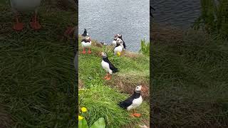 Iceland Puffins travel [upl. by Ardnuhs]