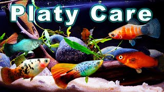 All You Need to Know About Platy Fish Platy Care and Breeding [upl. by Shuman]