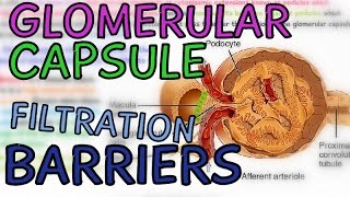 The Glomerular Capsule  Glomerulus  Filtration Barriers  Podocytes  Fenestrae [upl. by Jeconiah]