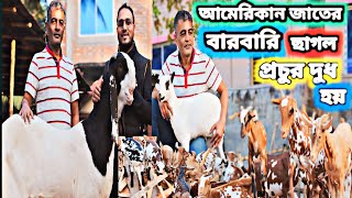 কোটি টাকার ছাগল খামার আকারে ছোট প্রচুর বাচ্চা দেয় দেখতে হরিণের মত প্রচুর দুধ হয় আমেরিকান ও ইন্ডিয়া [upl. by Lin219]