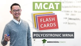 MCAT Flashcard Polycistronic mRNA [upl. by Sitoiyanap742]