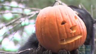 Andean Bear Trick or Treat at the Queens Zoo [upl. by Euhsoj]