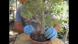 CÓMO HACER TRASPLANTE URGENTE DE UNA PICEA Picea glauca DE VIVERO [upl. by Urbanus]