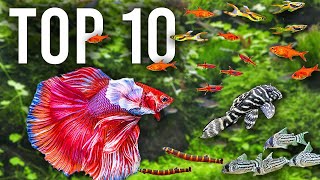 The BEST Mates for Betta Fish in Community Tanks [upl. by Inalawi]