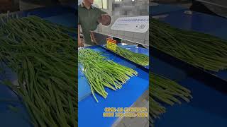 Automatic leek and scallion root cutting and peeling machine machine [upl. by Grondin]