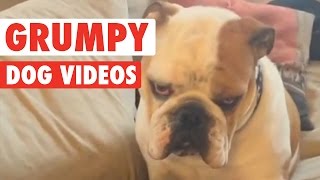 Funny Grumpy Dog Pet Video Compilation 2016 [upl. by Noyk]