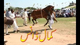 Best horse dance in pakistan No31 [upl. by Lyndel74]