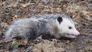 Opossum waking up from playing dead [upl. by Meter858]