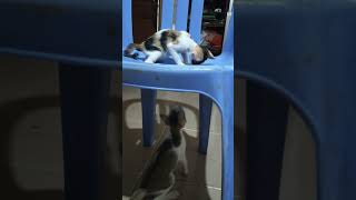 10Funny videos cats cat pets catstreetlovers cute kitten animals baby short mowped [upl. by Puritan]