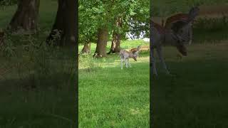 Knole Park  Kent Sika and Fallow Deer [upl. by Sel]