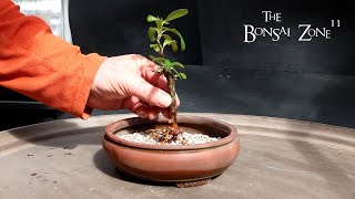 Repotting My Firethorn and My Almond Trees The Bonsai Zone March 2024 [upl. by Meehar111]