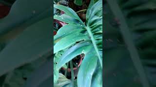 Philodenron Green Serratum natureplants indoorplants plantbeauty plantlover [upl. by Manuel463]