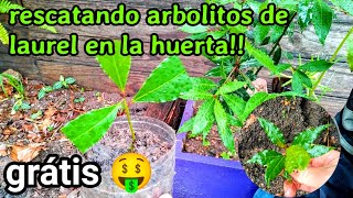 plantas de laurel en maceta ¡Consigue cultivos ilimitados sin gastar dinero [upl. by Lloyd]