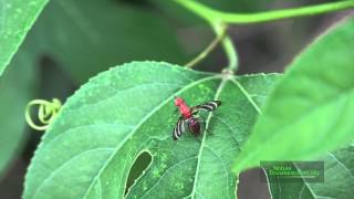 Picture Wing Fly and Ant on Passiflora EFN Aug 25 2014 4K [upl. by Amian574]