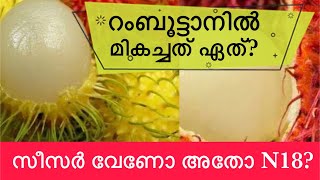 റംബൂട്ടാൻ ഏത് വെറൈറ്റിയാണ് നല്ലത്  സീസർ വേണോ N18 വേണോ [upl. by Sparrow]