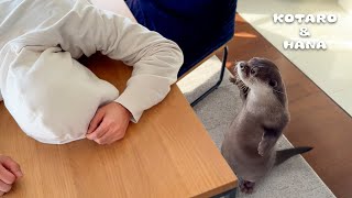 カワウソの前で死んだふりしたらまさかのリアクションされた Faking My Death in Front of My Otters [upl. by Onaicnop]