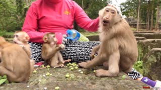 Even though today have only lotus to give lovely abandoned monkey in wild watching their reaction [upl. by Eannyl]