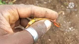 Termites Problem for Small scale Chilli Farmers in Chiredzi Zimbabwe [upl. by Peers174]