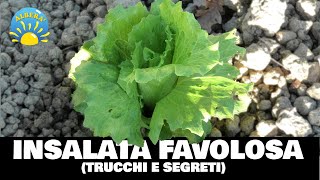 INSALATE FAVOLOSE TUTORIAL TRUCCHI E SEGRETI LATTUGHE INDIVIE CICORIE VALERIANA ETC [upl. by Eoin]