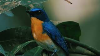 Tickells blue flycatcher call  Blue bird sound  Bird watching [upl. by Enytnoel190]