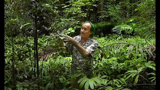 FIELD TRIP WITH PATRICK BLANC IN NEW ZEALAND 1  NORTHERN ISLAND [upl. by Wilfreda]