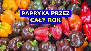 WAŻNE Możesz mieć Paprykę przez CAŁY ROK Obfite Zbiory Papryki Uprawa Papryki krok po kroku [upl. by Vas]