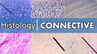 Histology  Connective Tissue [upl. by Acnoib]