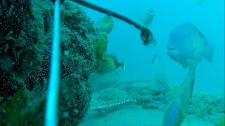 Underwater in Moreton Bay  Around Bulwer Ledge and Drop Off [upl. by Juan]