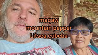 Taiwanese indigenous food and mountain pepper Litsea cubeba interview with prof Joyce Hsiuyen Yeh [upl. by Yhtac]