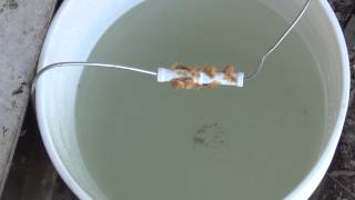 5 Gallon Bucket Rat Trap [upl. by Cass]