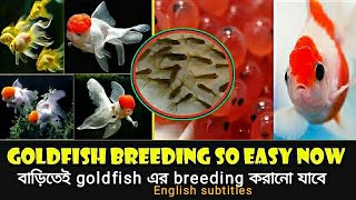 How to Breed goldfish in bengali step by step goldfishbreeding বাড়িতে বসে goldfish breeding করুন [upl. by Ainehta]