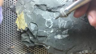 Fossil Preparation of Trilobites [upl. by Blainey]