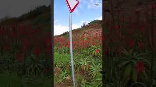 Candelabra Aloe Aloe arborescens  Part 2  Foguetes de Natal [upl. by Nnyltiak104]