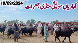 kharian maweshi mandi 19 09 2024funny videojanwarmandi pkShazar Riaz official [upl. by Ajoop293]